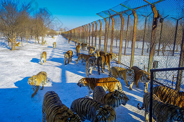 中国<strong>哈尔滨</strong>的西伯利亚老虎公园