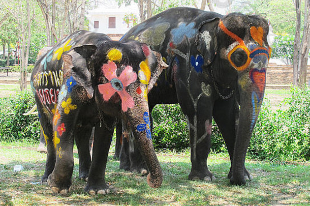 泼水节的大象画是在传统的新年里用大象泼水庆祝的。