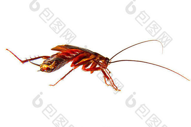 蟑螂爬行害虫的图像