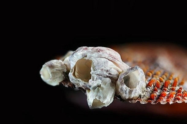 橡子湾藤壶，Amphibalanus improvisus，一种入侵有害物种