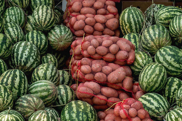 堆叠的土豆袋，周围是成熟的西瓜。色彩对比概念