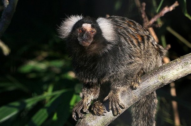 南美普通的狨猴（红绒猴），原产于巴西东北海岸。