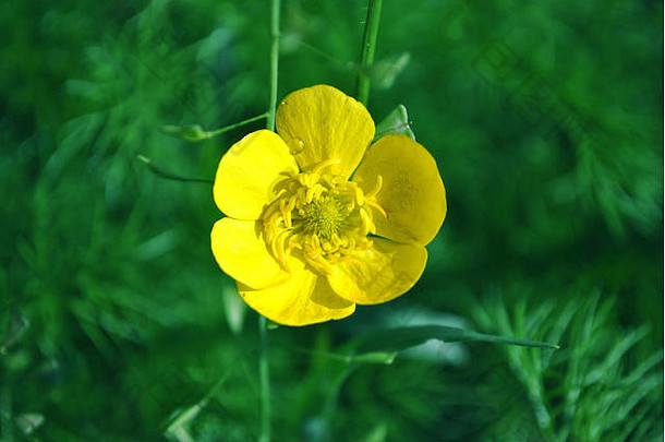 盛开的黄色黄花（毛茛），绿叶背景模糊，特写细节俯视图