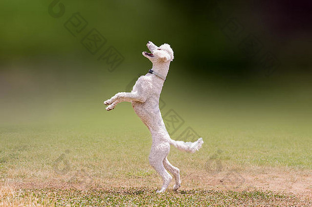 白色卷毛狗的美丽跳跃。