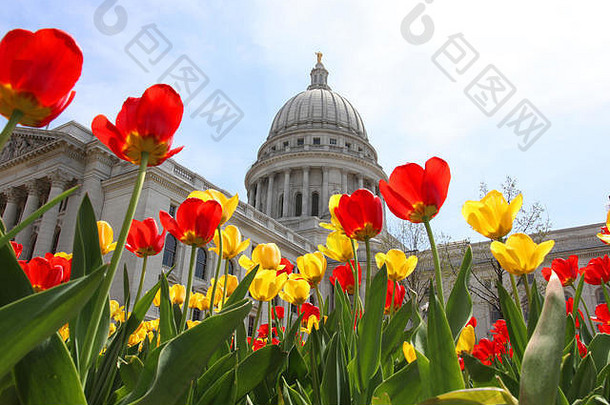 威斯康星州国会大厦的春季景观，前景是带有明亮郁金香的花坛。麦迪逊市，威斯康星州首府，中西部