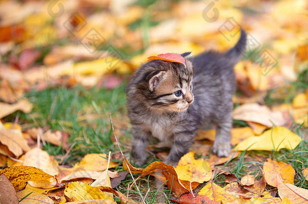 可爱的条纹小猫在秋天花园的落叶上散步