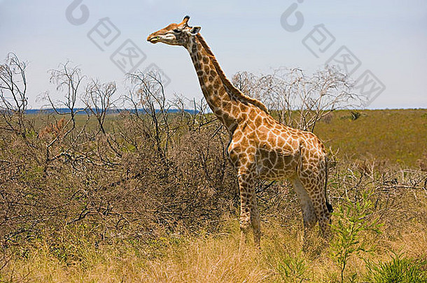 南非一个狩猎保护区的长颈鹿正在吃树叶