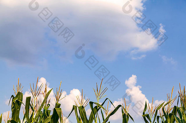 有机玉米或玉米田的农场在蔚蓝的天空与美丽的云彩或天空。农村农田种植与收获——形象