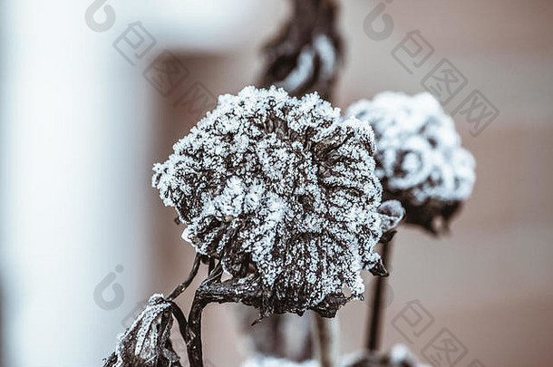 霜植物冻自然背景冷冬天冻结冰叶子