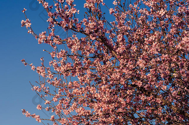 春天开花背景美丽的自然场景盛开的树太阳耀斑春天杏仁花美丽的摘要杏仁花背气