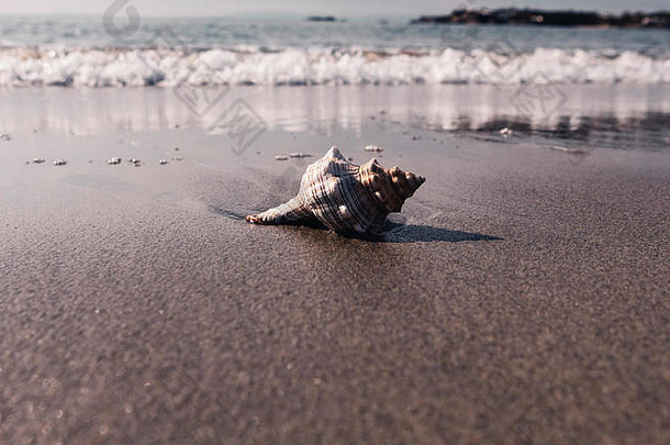希腊海滩上的贝壳，阳光明媚的早晨，伴随着小浪和放松的氛围。