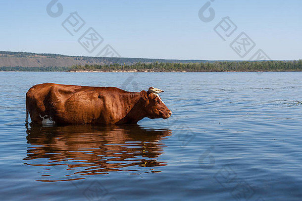 一头棕色的奶牛站在伏尔加河里，在炎热的夏日里，它在河里焕然一新。