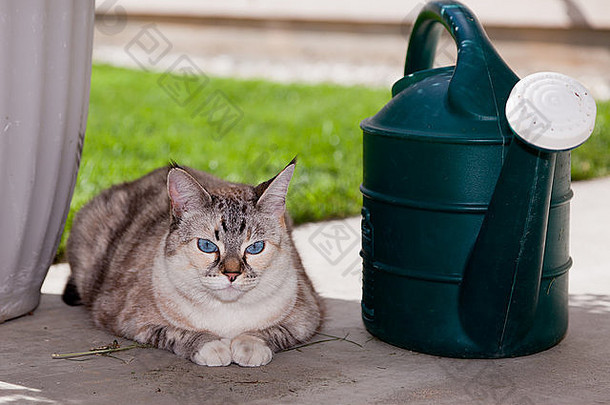 一只蓝眼睛的户外猫躺在绿色水罐旁的混凝土天井上。