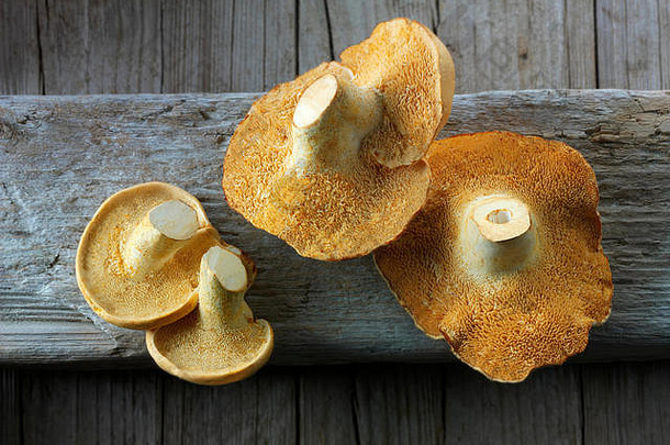 新鲜采摘的有机毛蘑菇（hydnum repandum）或刺猬蘑菇。