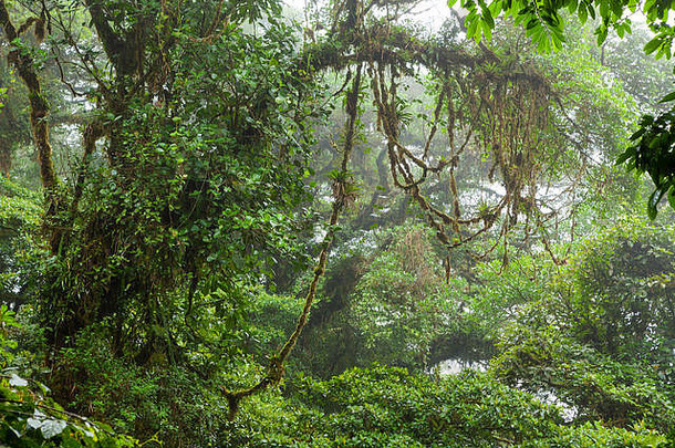 有雾的热带雨林monteverde云森林储备