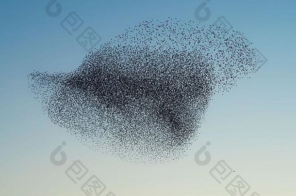 美丽的大群欧掠鸟斯图努斯寻常的格尔德马尔森荷兰1月2月数百成千上万的人欧掠鸟
