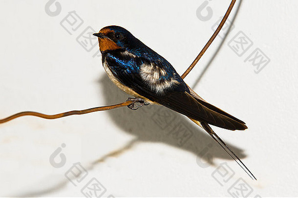 西班牙巴达霍兹，白色背景上的铁丝网上栖息着Hirundo rustica或谷仓燕子