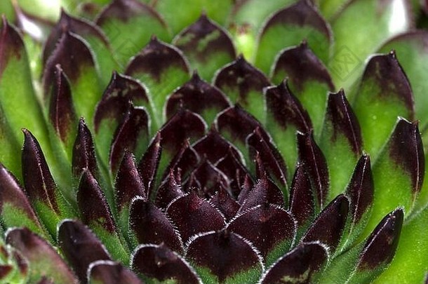 Sempervivum有大约40个品种，是一种开花植物，也称为韭菜。
