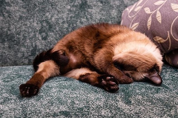 暹罗猫正在睡觉，用爪子捂住鼻子。绿沙发上的Sillpoint猫