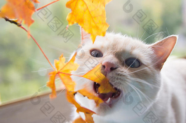 猫玩秋天叶子