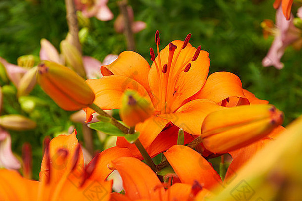 花园里开着鲜艳的橙色<strong>百合</strong>花
