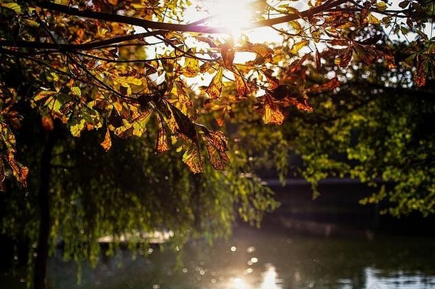 秋天颜色自然树叶子美丽的软阳光丰富的散景