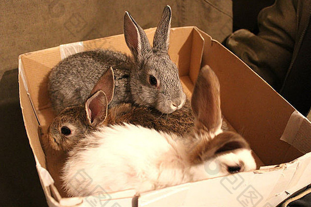 盒子里三只兔子的窝像