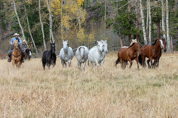 美国牛仔在怀俄明州牧马