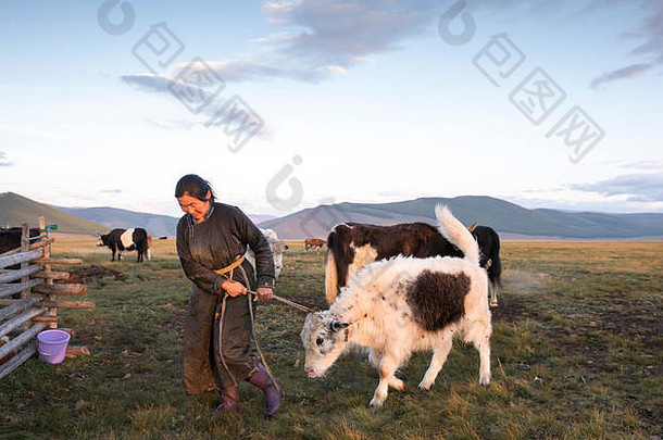 蒙古游牧女人挤<strong>奶</strong>牛