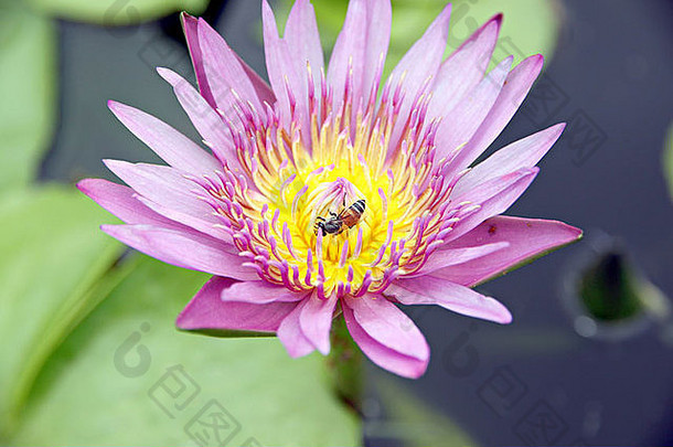 池中有粉红色、<strong>黄色</strong>的<strong>莲花</strong>，蜜蜂栖息在周围，绿叶环绕。