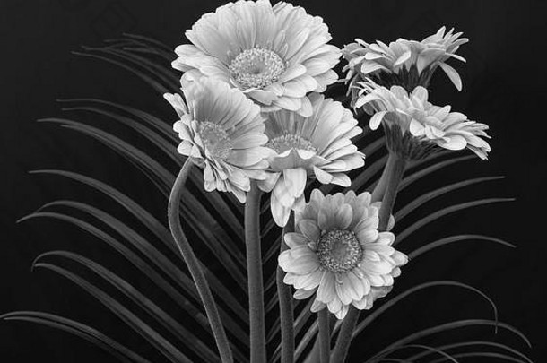 花细艺术生活详细的单色宏花束白色宽打开非洲菊花朵详细的纹理黑色的纸背景
