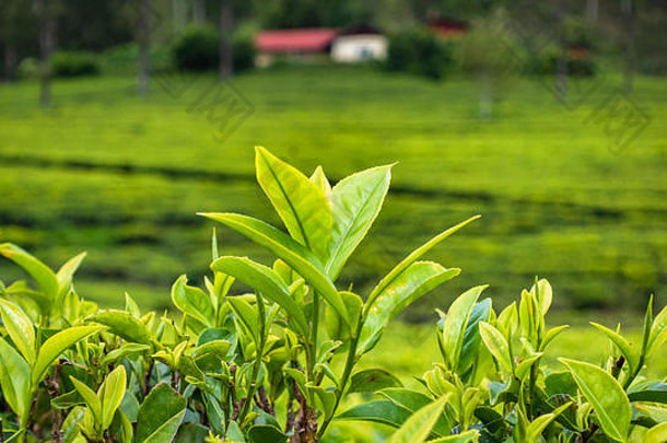 著名的绿茶种植园景观从利普顿的座位，哈普塔莱，斯里兰卡。