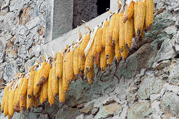 卢尼吉亚纳，意大利。小规模农业。玉米棒子挂在外面晾干。