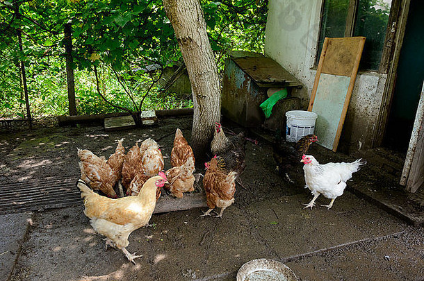 乌克兰一家私人农村农场，母鸡在马槽边吃东西