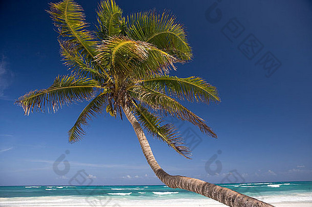 棕榈树图伦海滩墨西哥