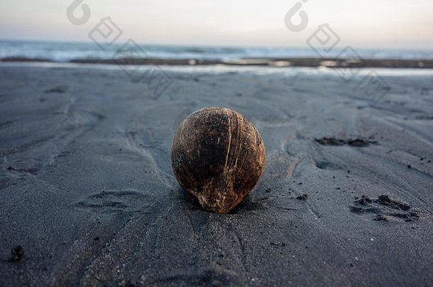 热带海滩上椰子的假日心情图片