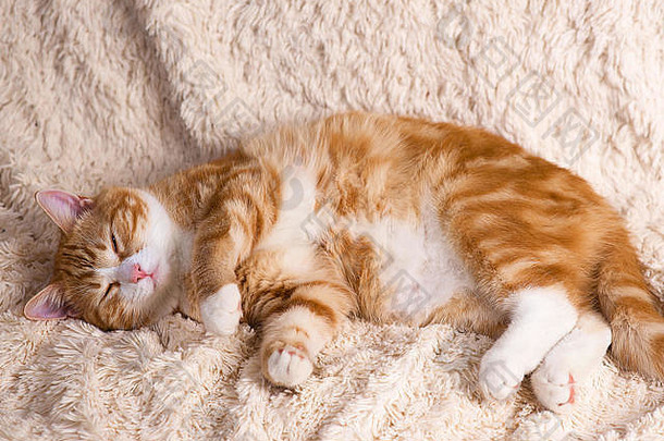 躺在床上的红猫。<strong>宠</strong>物沙发休息。毛茸茸的猫在睡觉