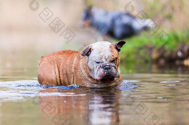 一只站在湖里的英国斗牛犬的照片