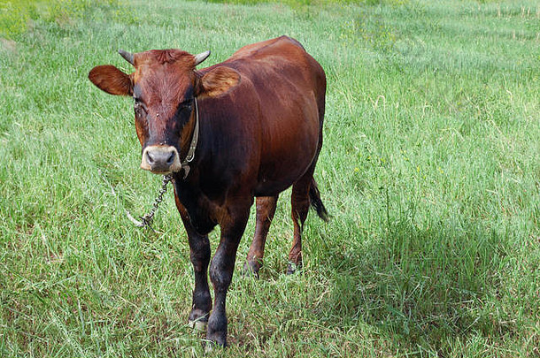 牧场上拴着一条链子的奶牛