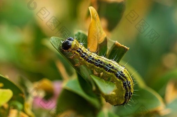 盒形树蛾，Cydalima perspectalis，是欧洲的入侵物种，在英国被列为顶级花园害虫