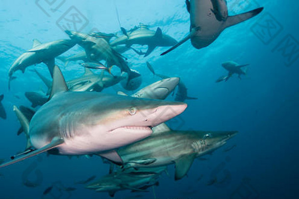 南非阿利瓦尔浅滩大量海洋黑尖鲨的水下视图。