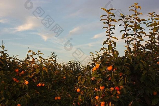 图像农场场成熟的柿子树空间文本