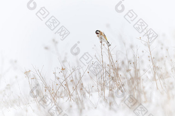 欧洲金翅雀搜索种子开放场覆盖雪很多干草选择