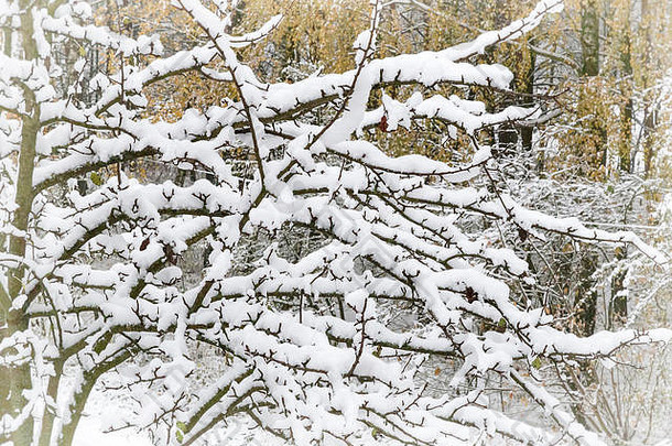 树枝上覆盖着蓬松的白雪。