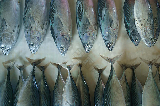 关闭各种新鲜的<strong>海鲜</strong>显示鱼市场