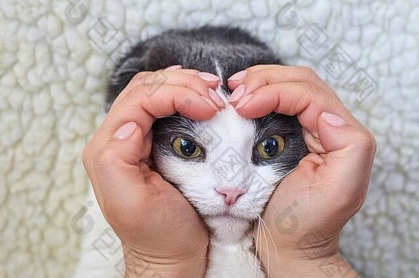 女人的手形状心老板持有可爱的垂耳的猫光背景特写镜头主题友谊宠物