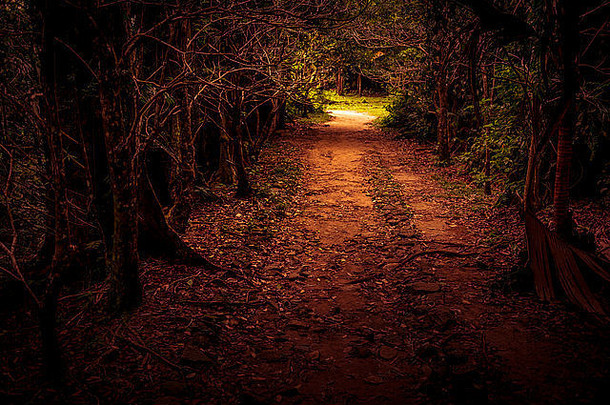 神秘路径扔森林热带森林隧道