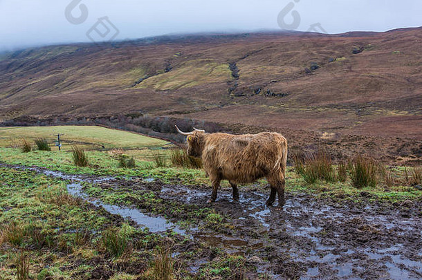 Hihland Cow，德莱诺奇，斯凯岛，苏格兰，英国