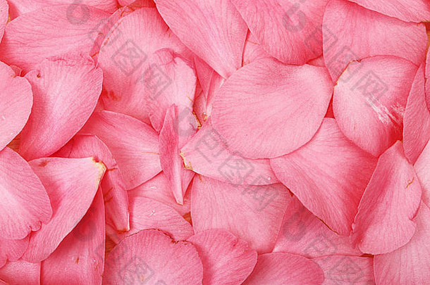 粉色花瓣作为背景和纹理