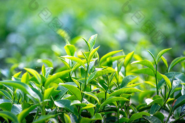 阳光下种植园的茶叶。背景天然绿色植物景观，生态，清新壁纸概念